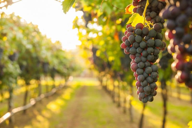 Parley Lake Winery